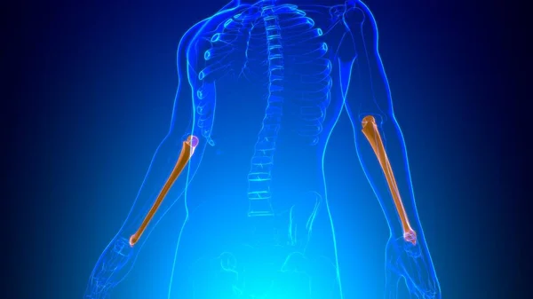 Human Skeleton Anatomy Ulna Bone Rendering Medical Concept — Stock Photo, Image