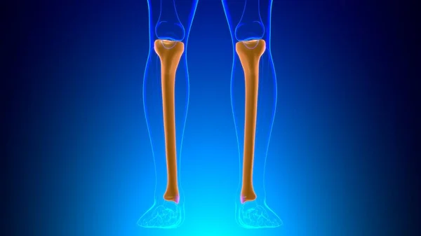 Anatomie Des Menschlichen Skeletts Tibia Bone Rendering Für Medizinisches Konzept — Stockfoto