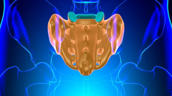 Anatomia Esqueleto Humano Renderização Osso Sacral Para Conceito Médico — Fotografia de Stock