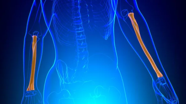 Anatomie Des Menschlichen Skeletts Radius Bone Rendering Für Medizinisches Konzept — Stockfoto