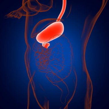 Mide Anatomisi İnsan Sindirim Sistemi Tıbbi Konsept 3 boyutlu Görüntü