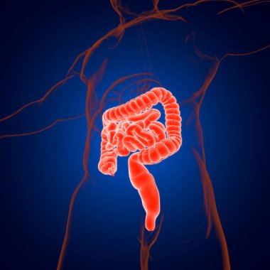 Tıbbi Konsept İçin Küçük ve Büyük bağırsak 3B Görüntü İnsan Sindirim Sistemi Anatomisi