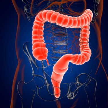 Tıbbi Konsept İçin Büyük Bağırsak 3D Görüntü İnsan Sindirim Sistemi Anatomisi