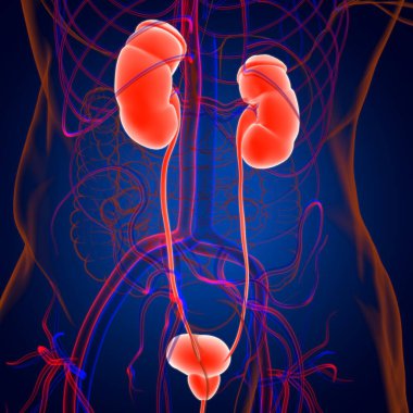 Tıbbi Konsept için Mesane Anatomisi olan İnsan İdrar Sistemi Böbrekleri 3 boyutlu İllüstrasyon