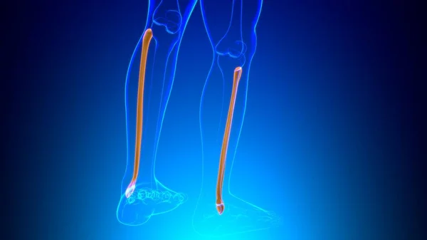 Human skeleton anatomy Fibula Bone 3D Rendering For Medical Concept