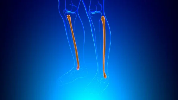 人骨解剖学 Fibula Bone 3DレンダリングFor Medical Concept — ストック写真
