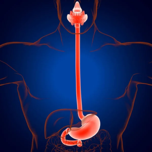 Anatomia Żołądka Ludzki Układ Trawienny Dla Koncepcji Medycznej Ilustracja — Zdjęcie stockowe