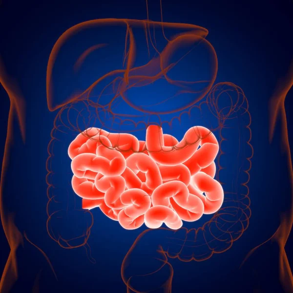 Anatomia Humana Sistema Digestivo Ilustração Intestino Pequeno Para Conceito Médico — Fotografia de Stock