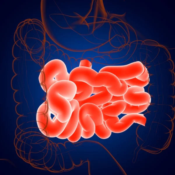 Liten Intestine Illustration Mänskliga Matsmältningssystemet Anatomi För Medicinska Begreppet — Stockfoto