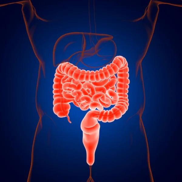 Illustration Intestin Grêle Gros Intestin Anatomie Système Digestif Humain Pour — Photo