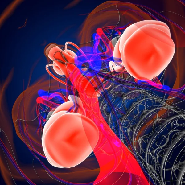 Male Reproductive System Anatomy For Medical Concept 3D Illustration