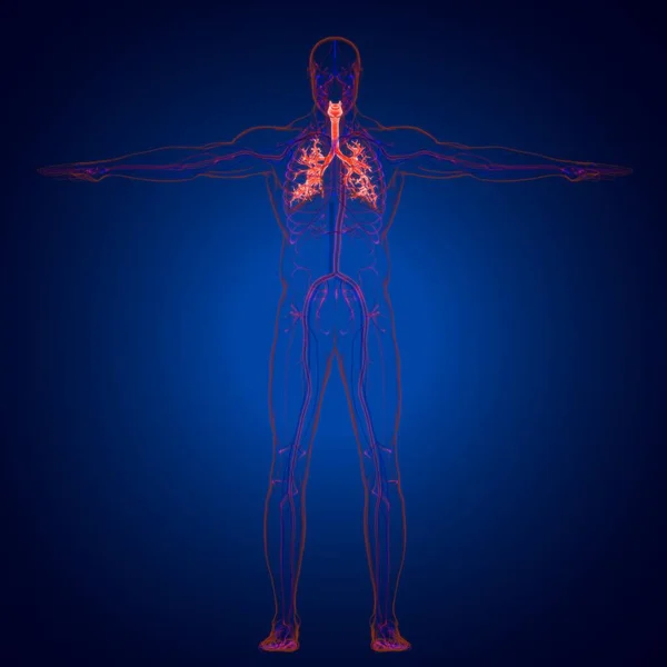 Anatomie Système Respiratoire Humain Poumons Pour Illustration Médicale Concept — Photo