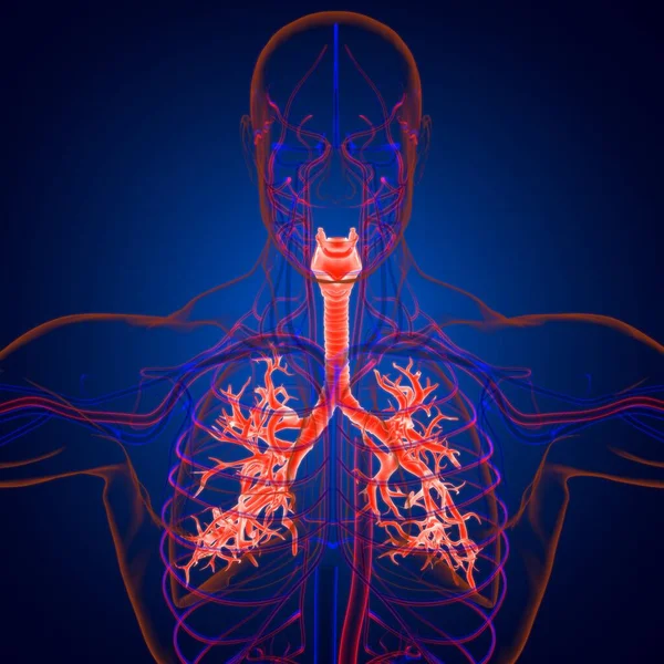 Longen Human Respiratory System Anatomie Voor Medisch Concept Illustratie — Stockfoto