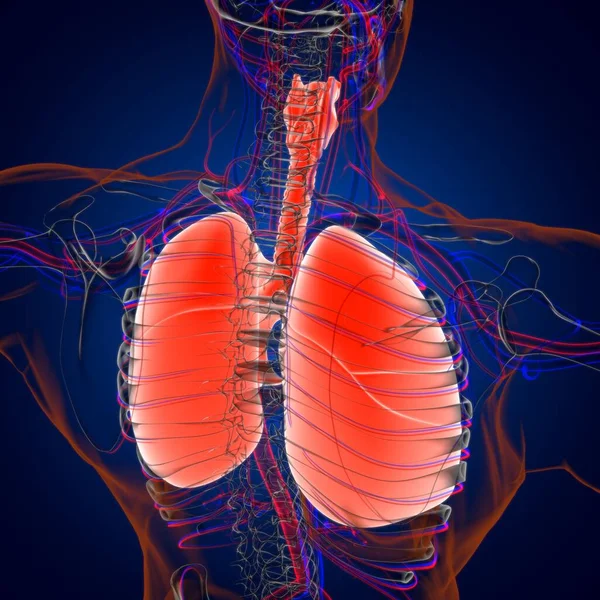 Anatomía Del Sistema Respiratorio Humano Los Pulmones Para Ilustración Del —  Fotos de Stock