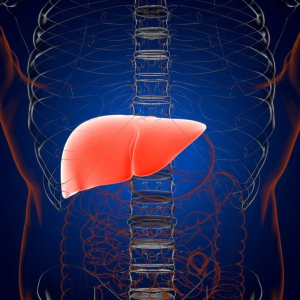 Anatomia Humana Sistema Digestivo Ilustração Fígado Para Conceito Médico — Fotografia de Stock