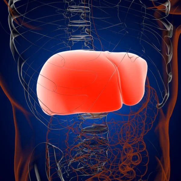 Liver Illustration Human Digestive System Anatomy Medical Concept — 스톡 사진