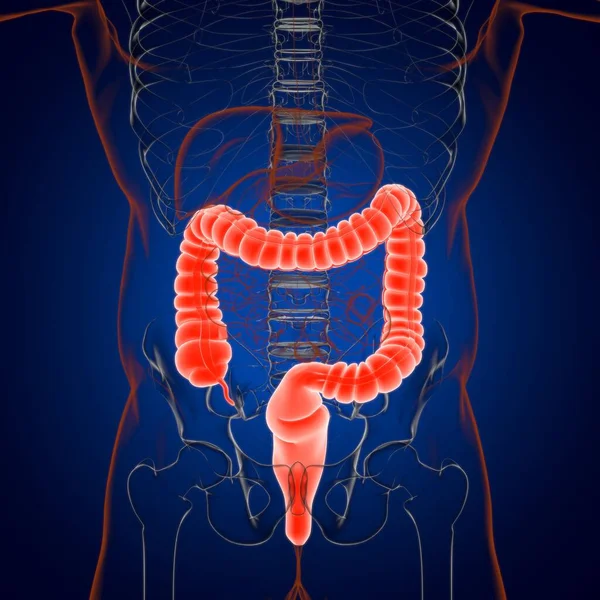 Large Intestine 3D Illustration Human Digestive System Anatomy For Medical Concept