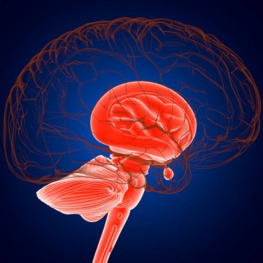 Tıbbi Konsept 3D Görüntü İçin İnsan Beyin İç Parçaları Anatomisi
