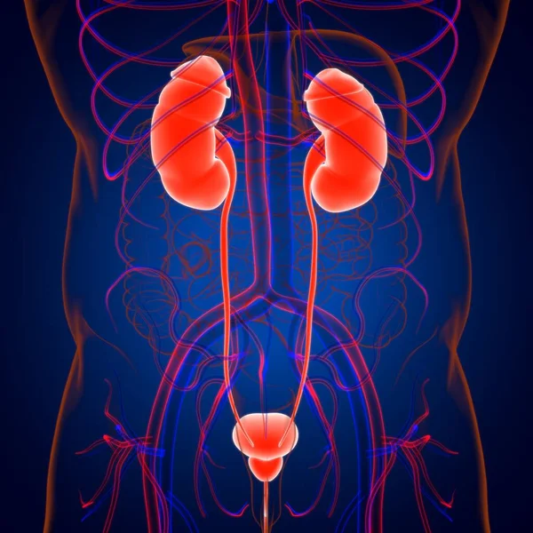 Human Urinary System Kidneys Bladder Anatomy Medical Concept Illustration — Stock Photo, Image
