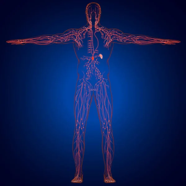 医学概念3D图解的人体淋巴结节解剖 — 图库照片
