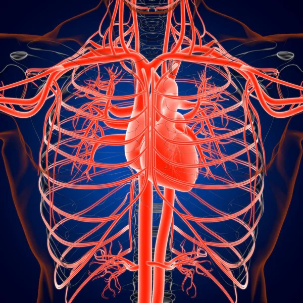 Cuore Umano Con Anatomia Del Sistema Circolatorio Illustrazione Medica Concetto — Foto Stock