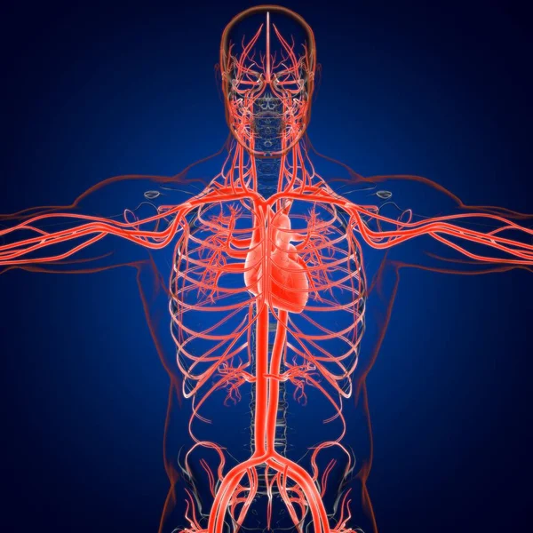 人的心脏与循环系统解剖 医学概念3D图解 — 图库照片