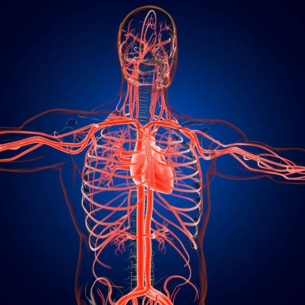 Corazón Humano Con Anatomía Del Sistema Circulatorio Para Ilustración Del —  Fotos de Stock