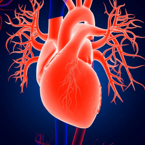 Anatomie Des Menschlichen Herzens Für Medizinisches Konzept Illustration — Stockfoto