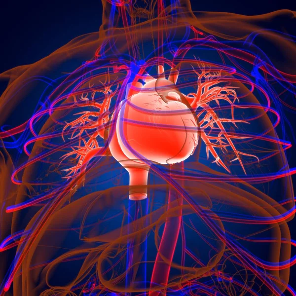 Anatomia Del Sistema Respiratorio Umano Dei Polmoni Concetto Medico Illustrazione — Foto Stock