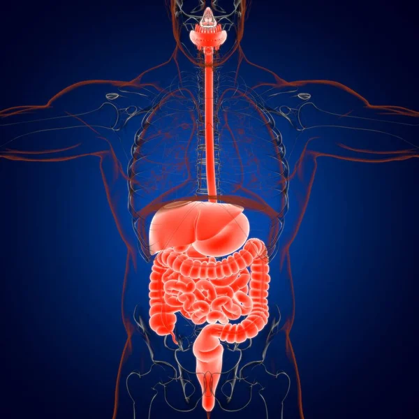 Anatomía Del Sistema Digestivo Humano Para Concepto Médico Ilustración — Foto de Stock