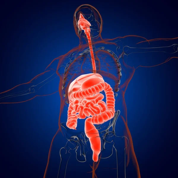 医療概念のためのヒト消化器系解剖学3Dイラスト — ストック写真