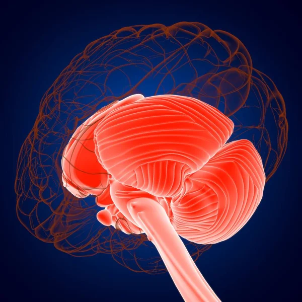 Anatomia Partes Internas Cérebro Humano Para Ilustração Médica Conceito — Fotografia de Stock