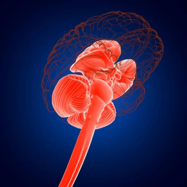 人間の脳内パーツ 医学的概念の解剖学3Dイラスト — ストック写真