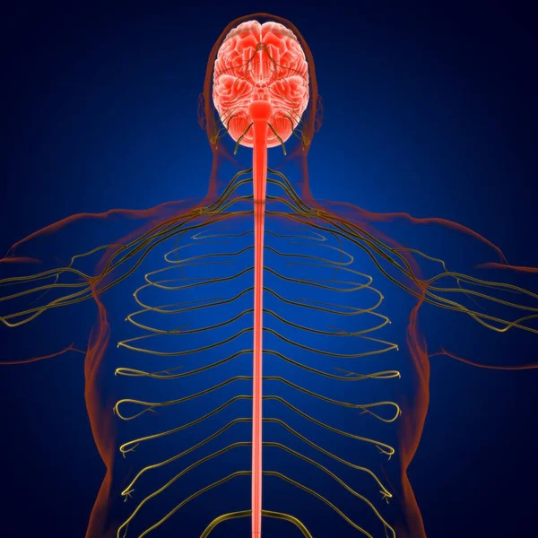 医学概念三维图解的人脑解剖 — 图库照片