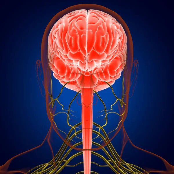 Anatomía Cerebral Humana Para Concepto Médico Ilustración — Foto de Stock