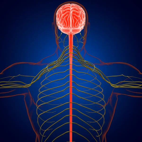 Anatomia Mózgu Człowieka Dla Koncepcji Medycznej Ilustracja — Zdjęcie stockowe