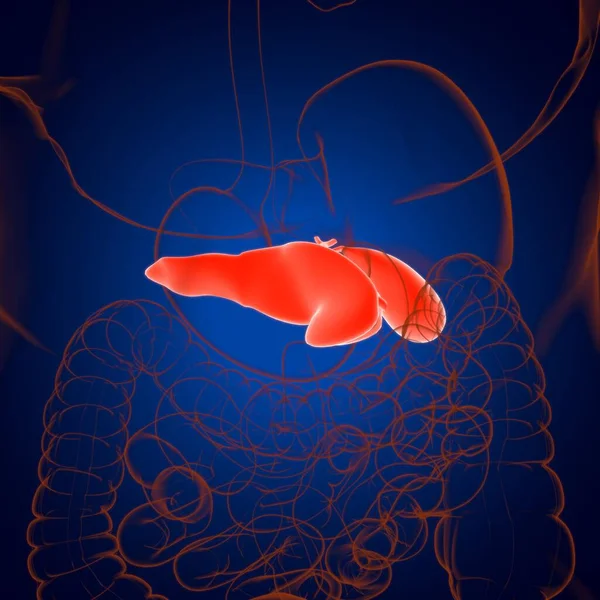Anatomia Del Sistema Digestivo Umano Della Cistifellea Illustrazione Medica Concetto — Foto Stock