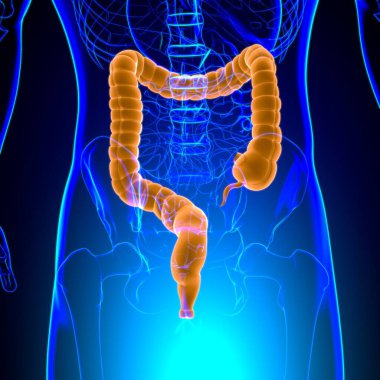 Tıbbi Konsept İçin Büyük Bağırsak 3D Görüntü İnsan Sindirim Sistemi Anatomisi