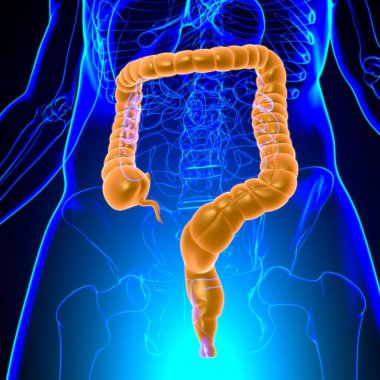 Tıbbi Konsept İçin Büyük Bağırsak 3D Görüntü İnsan Sindirim Sistemi Anatomisi