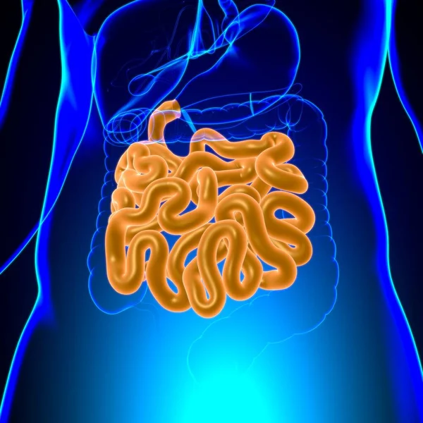 Anatomía Del Sistema Digestivo Humano Ilustración Del Intestino Delgado Para — Foto de Stock