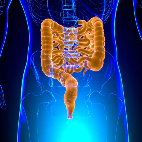 Liten Och Stor Intestine Illustration Mänskliga Matsmältningssystemet Anatomi För Medicinska — Stockfoto