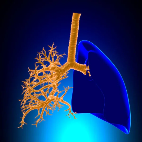 Longen Human Respiratory System Anatomie Voor Medisch Concept Illustratie — Stockfoto