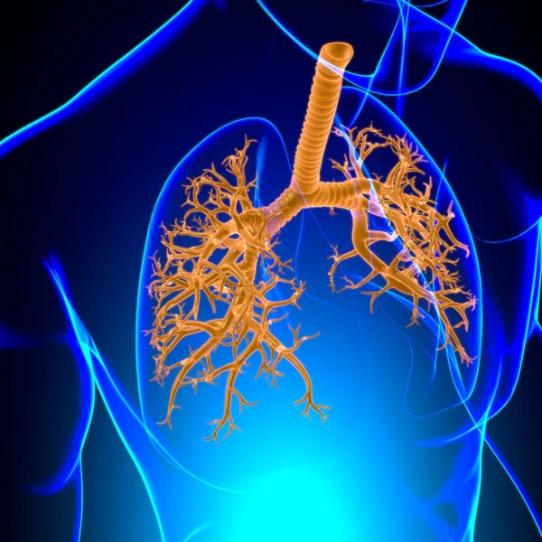 Tüdő Emberi Légzőrendszer Anatómia Orvosi Koncepció Illusztráció — Stock Fotó