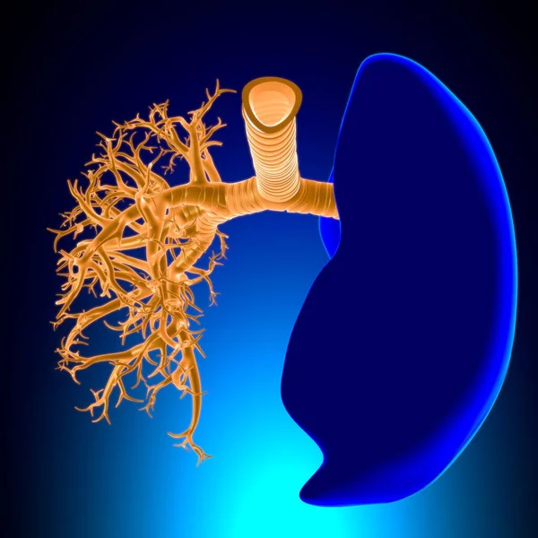 Tıbbi Konsept Boyutlu Resim Çin Akciğerler Nsan Solunum Sistemi Anatomisi — Stok fotoğraf