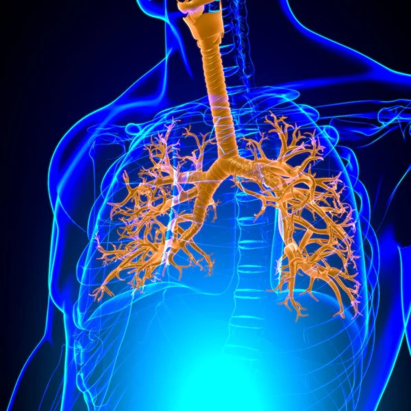 Анатомия Дыхательной Системы Легких Медицинской Концепции Иллюстрация — стоковое фото