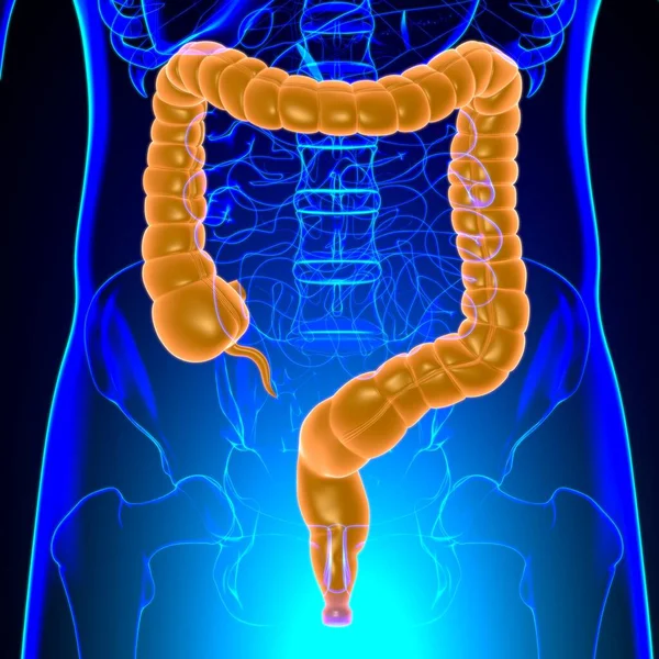 Anatomía Del Sistema Digestivo Humano Ilustración Del Intestino Grueso Para — Foto de Stock