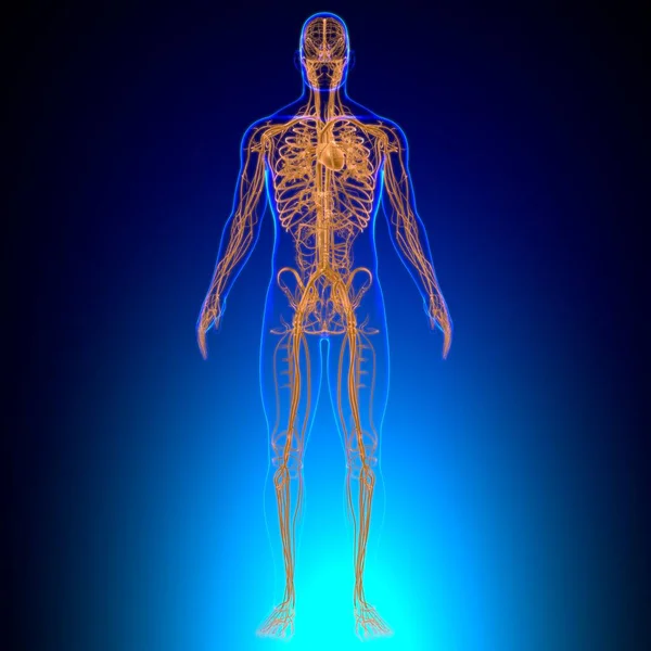 Human Heart Circulatory System Anatomy Medical Concept Illustration — Stock fotografie