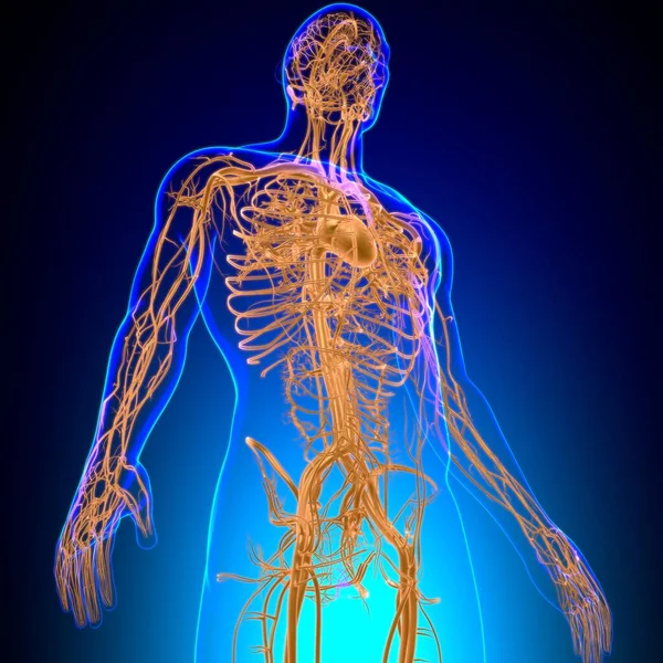 Corazón Humano Con Anatomía Del Sistema Circulatorio Para Ilustración Del — Foto de Stock