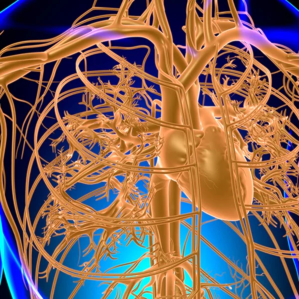 Människans Hjärta Med Cirkulationssystem Anatomi För Medicinskt Koncept Illustration — Stockfoto