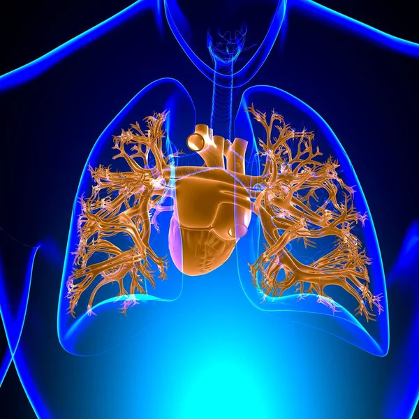 Anatomia Del Cuore Umano Concetto Medico Illustrazione — Foto Stock